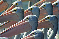 australian pelicans